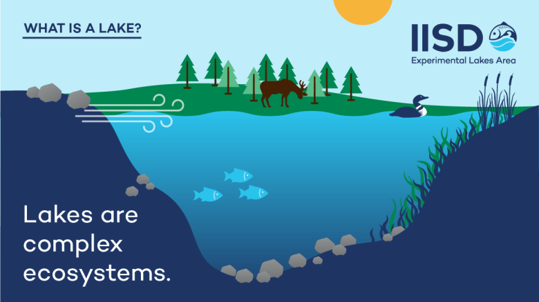 infographic showing a lake has a complex ecosystem from IISD Experimental Lakes Area in Ontario
