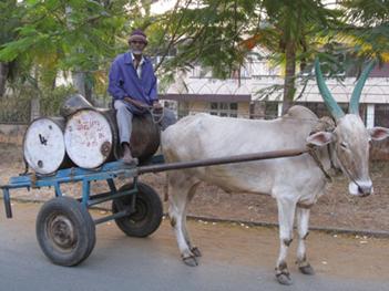 Kerosene vendor in India. Man on a cart with barrels of oil, being pulled by a cow. 