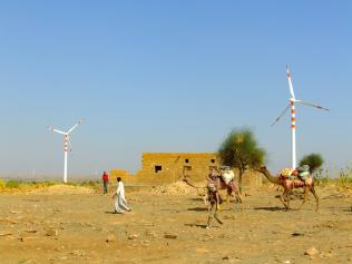 Camels walking in a rural area of the desert, with a windmill in the distance.