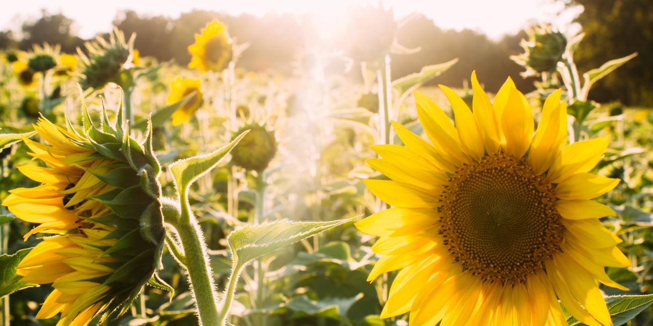 Sunflowers in the sun.