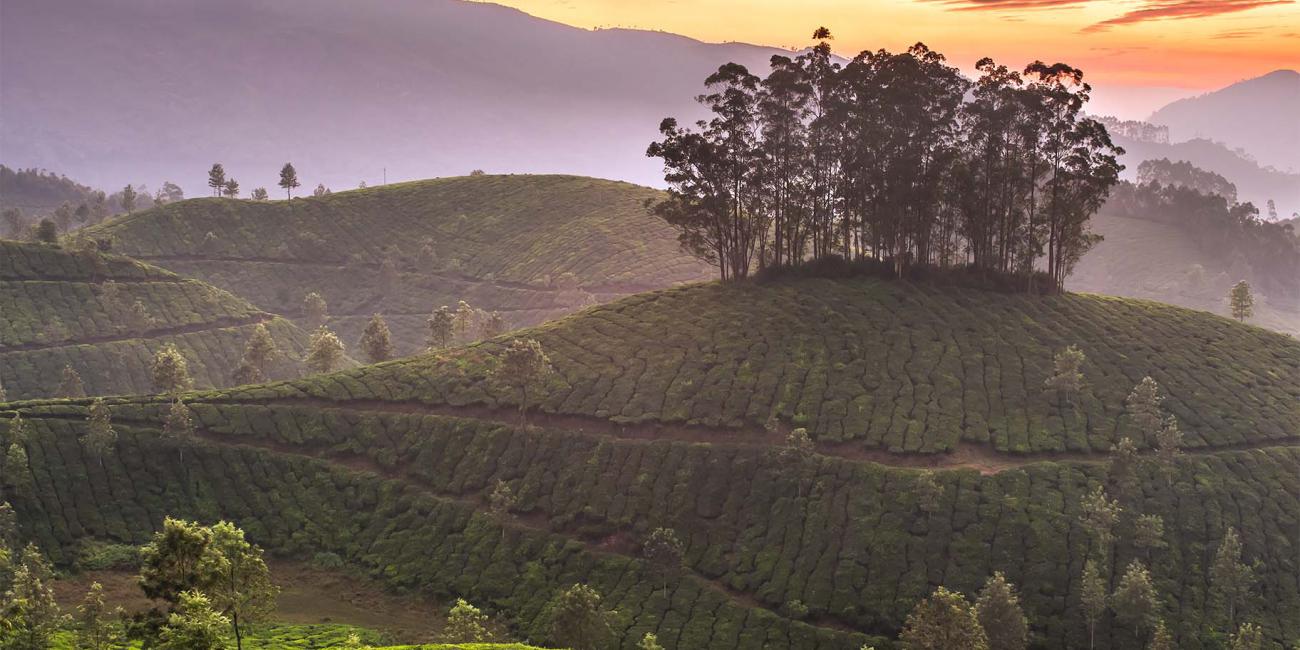 Rolling hills with green tea crops at sunrise.