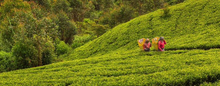 Tea workers in Sri Lanka