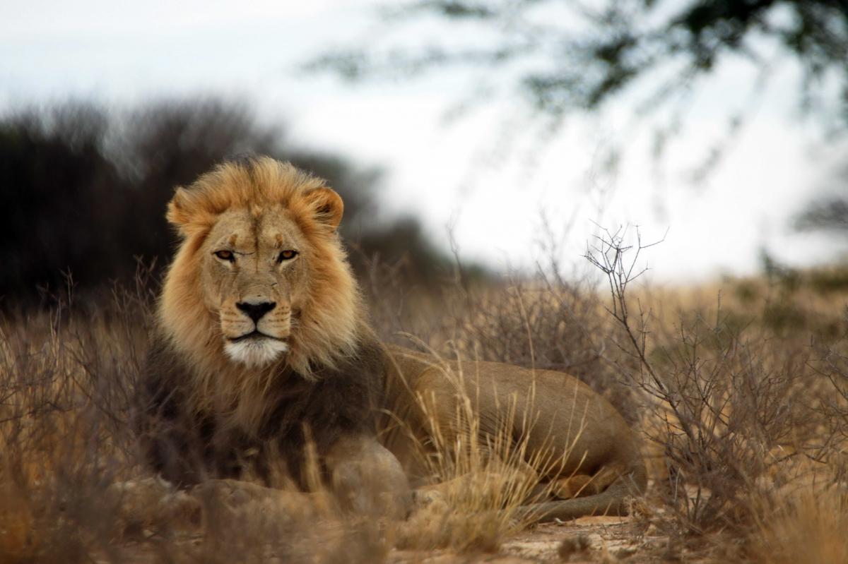 List of Wild Animals and Endangered Species of Africa