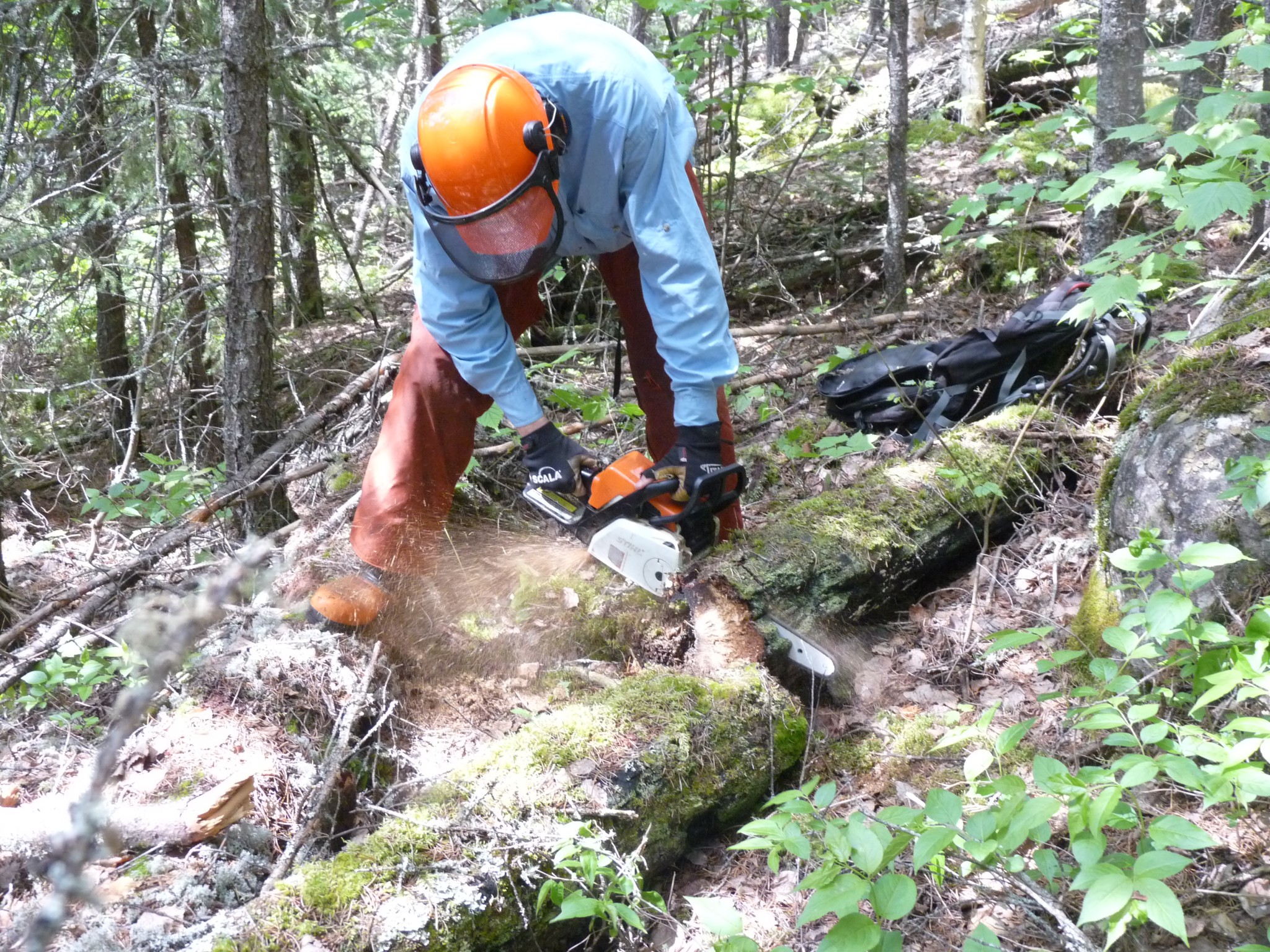 male research cuts through tree at IISD Experimental Lakes Area in Ontario