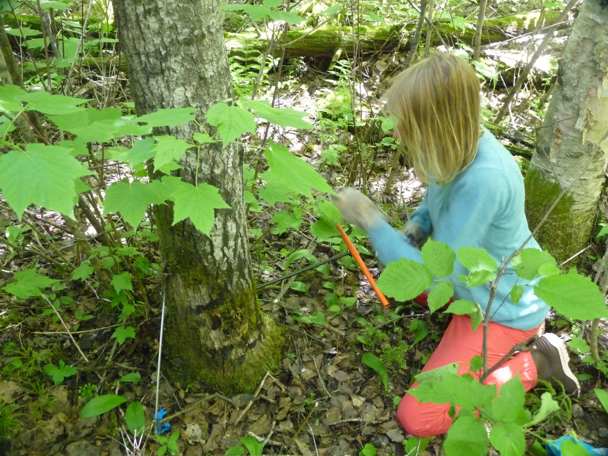 female scientist looks at foliage at IISD Experimental Lakes Area in Ontario
