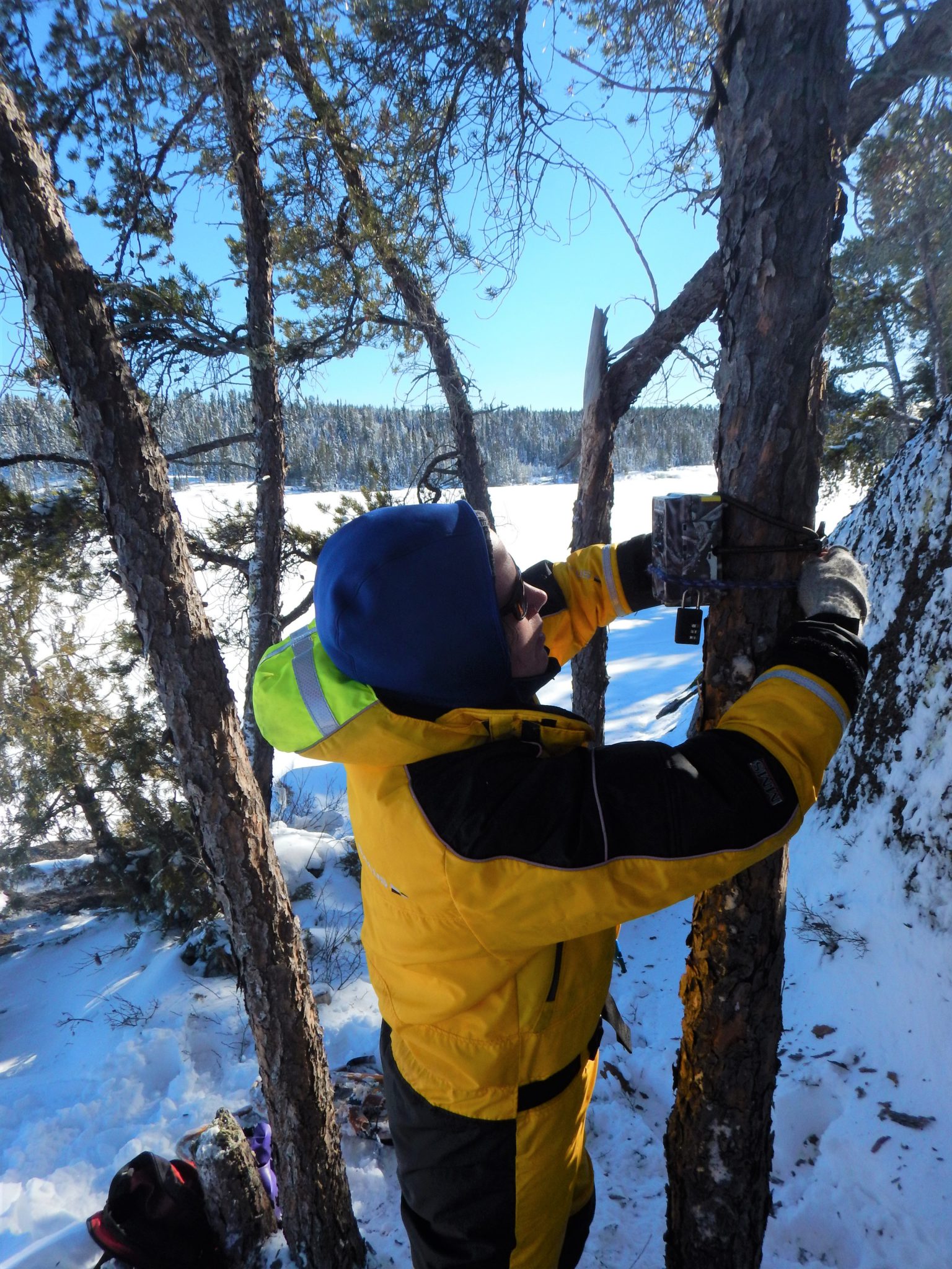 researcher looks at a tree at IISD Experimental Lakes Area in Ontario