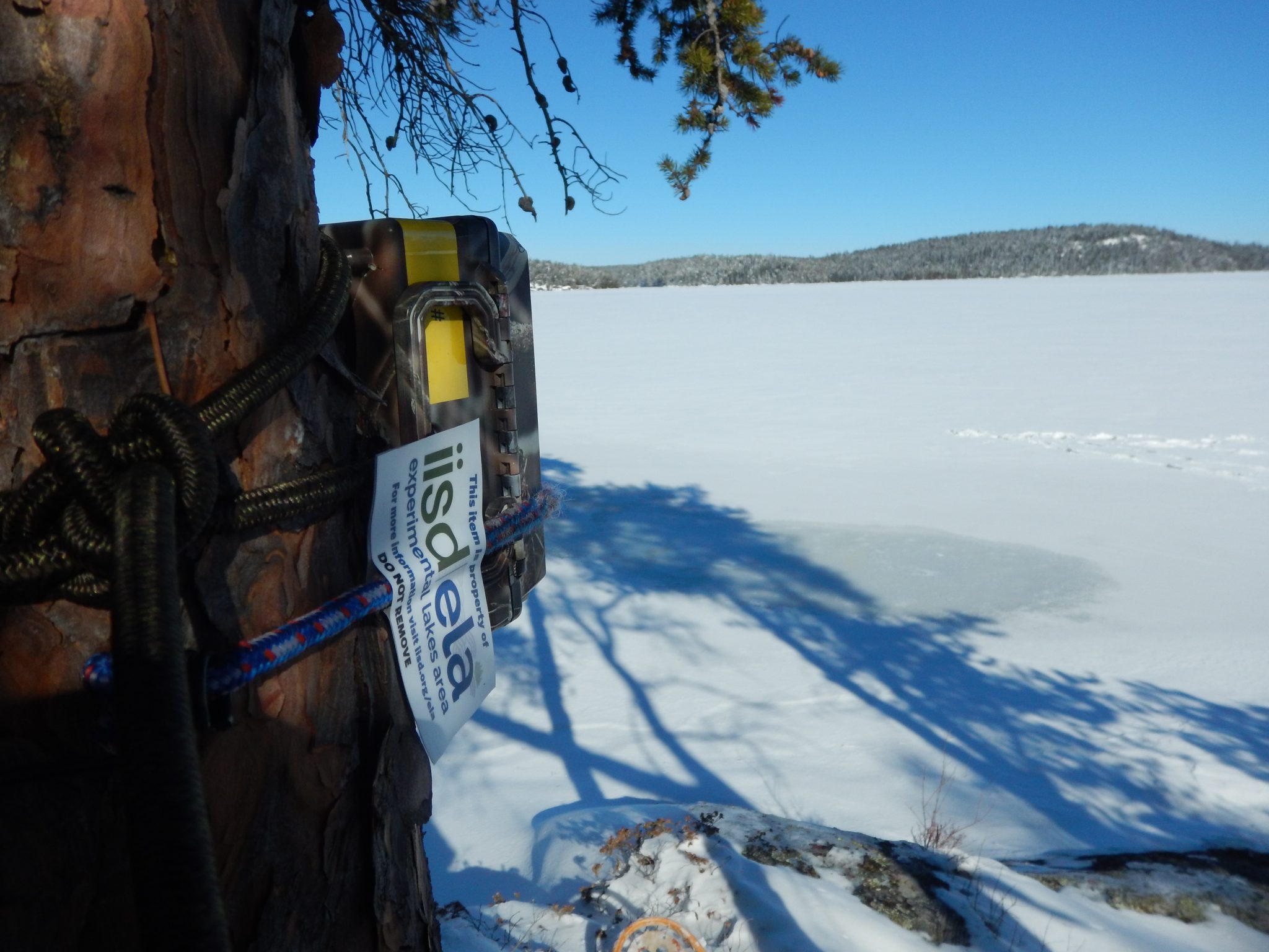 camera attached to a tree at IISD Experimental Lakes Area in Ontario