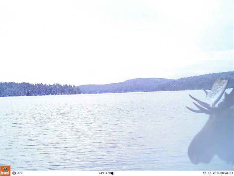 moose wandering into a camera frame at IISD Experimental Lakes Area in Ontario