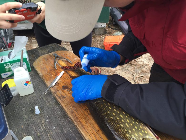 limnologists at IISD Experimental Lakes Area in Ontario study fresh water fish