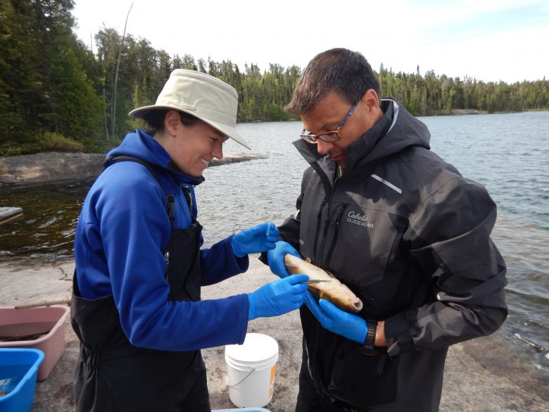 biologist scrape mucus from a fish at IISD Experimental Lakes Area in Ontario