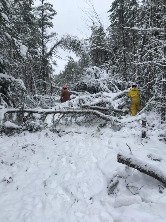 Researchers clearing up downed trees after a storm in northwestern Ontario.