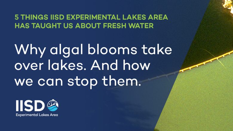 infographic on 5 things IISD Experimental Lakes Area in Ontario has taught us about fresh water and algal blooms in lakes