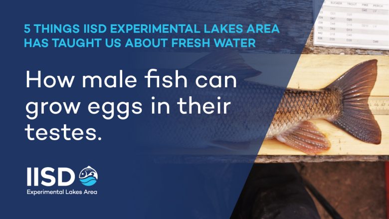infographic "how male fish can grow eggs in their testes" from IISD Experimental Lakes Area in Ontario