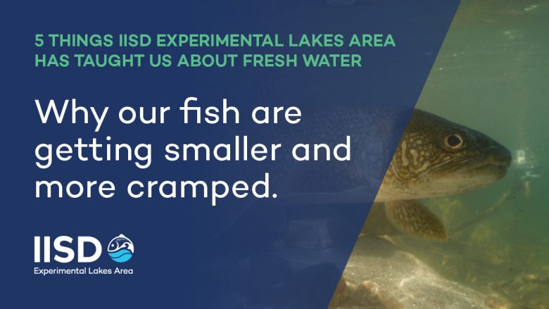 infographic on why fish are getting smaller from IISD Experimental Lakes Area in Ontario
