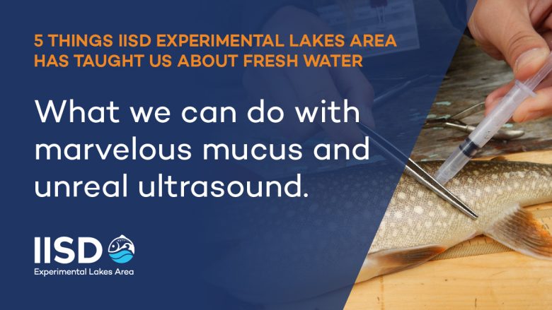 infographic on "what we can do with mucus and ultrasound"
