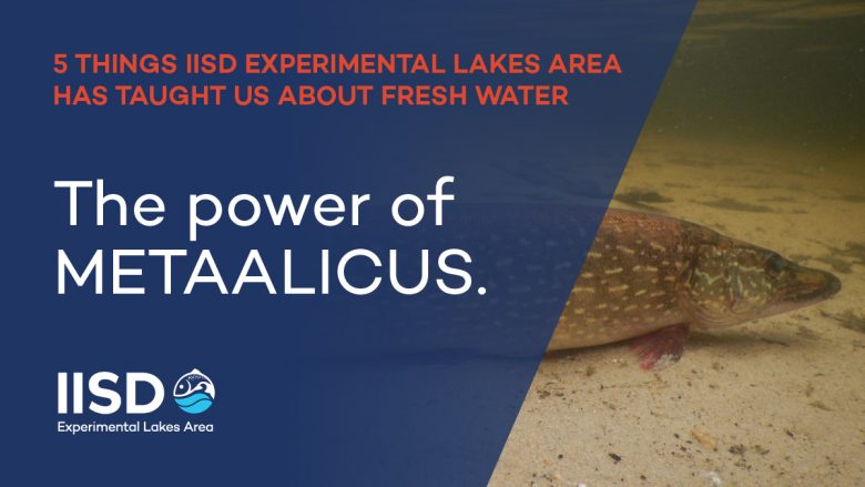 infographic on "the power of METAALICUS" from IISD Experimental Lakes Area in Ontario