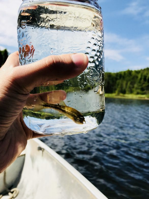 A hand holds a mason jar containing water and a fish.