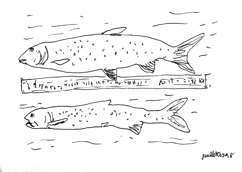 Sketch of freshwater fish laying on a board next to a ruler.