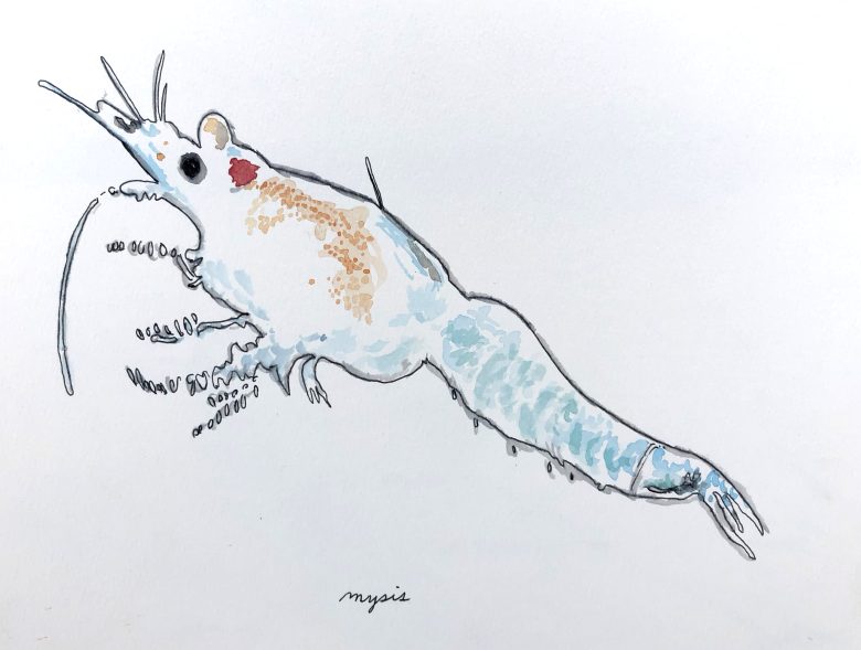 A sketch of Mysis, a small but important freshwater shrimp.