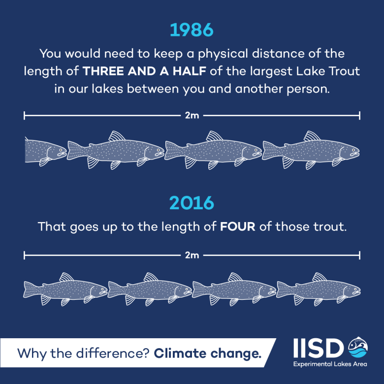 Infographic showing how the length of lake trout has gotten smaller over the last thirty years due to climate change