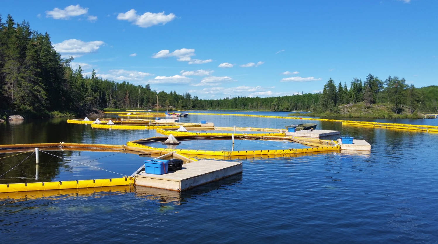 Yellow limnocorrals on a blue freshwater lake bordered by trees