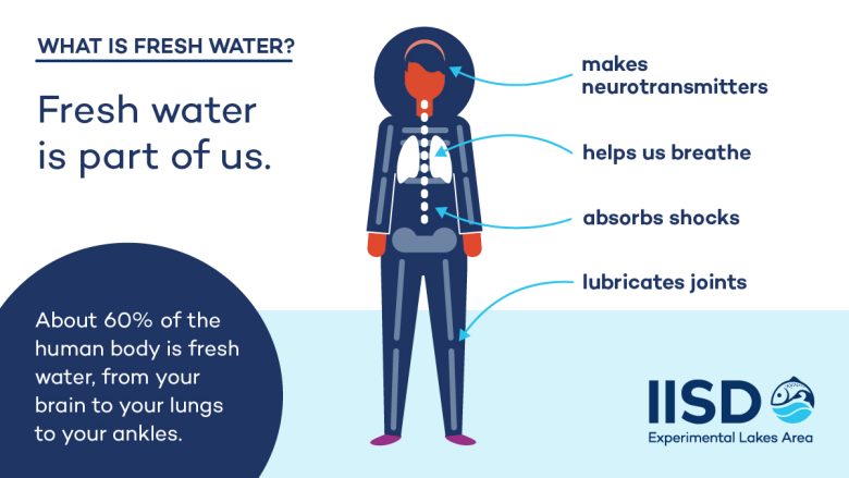 how fresh water relates to the human body infographic from IISD Experimental Lakes Area in Ontario