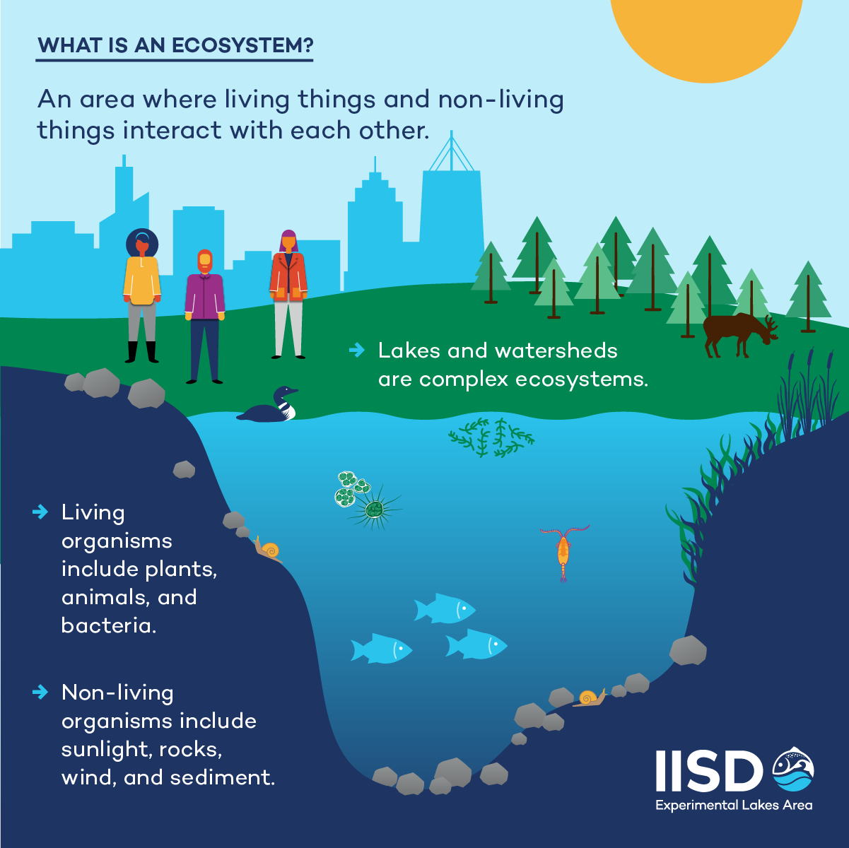 infographic of an ecosystem created by the IISD Experimental Lakes Area in Ontario