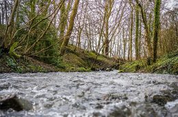 A stream runs through a forest.