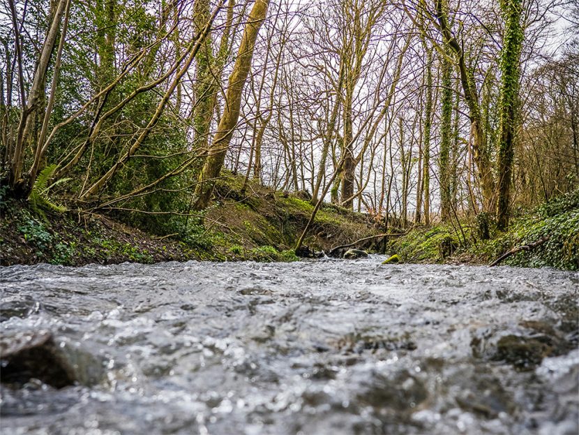 A stream runs through a forest.
