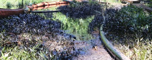 An oil spill is cleaned up in a forest in Ecuador.