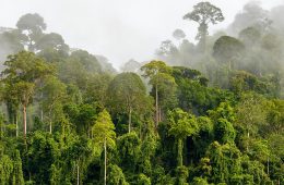 A rainforest.