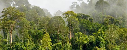 A rainforest.
