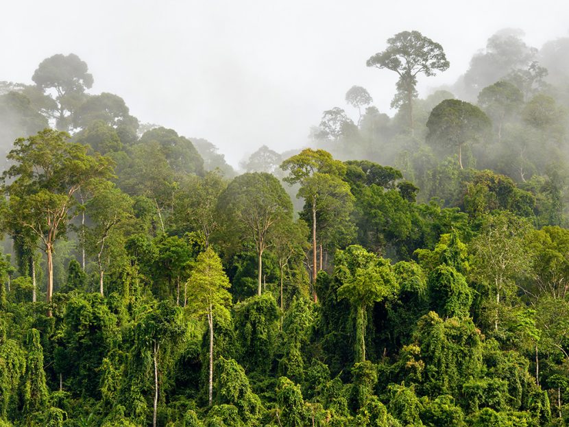 A rainforest.