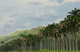 A row of coconut trees.