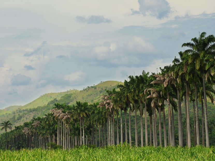 A row of coconut trees.