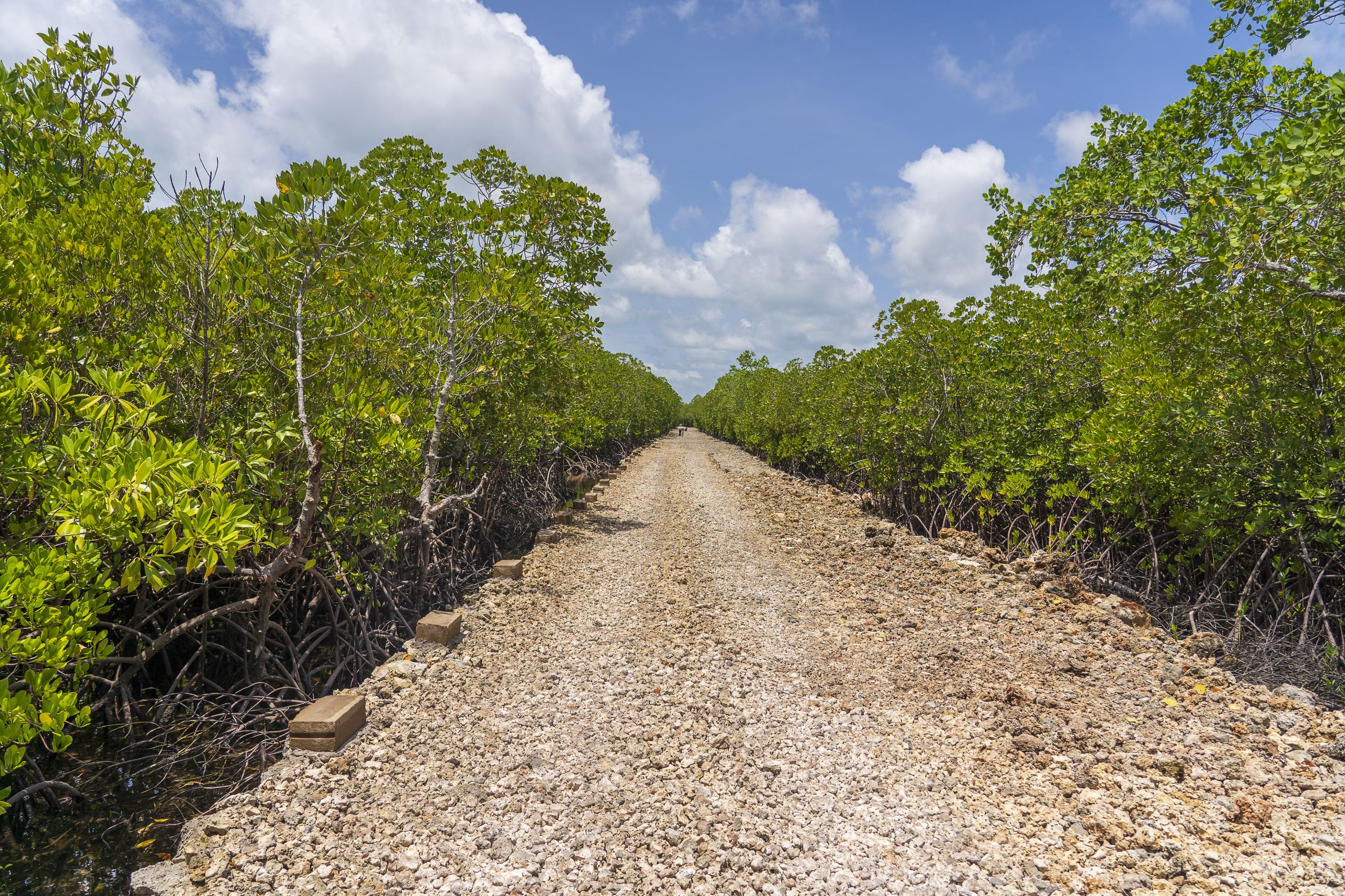 Dirt road among mangroves on a clear sunny day on the island of Zanzibar, Tanzania, East Africa