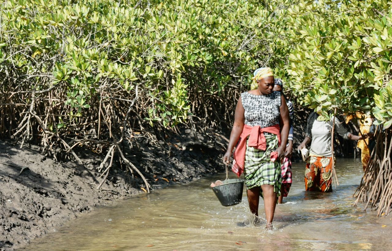 Woman carrying a bucket in a mangrove at the Saloum Delta