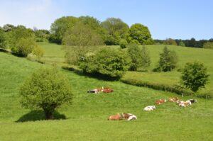 Nature-based Infrastructure Agroforestry project in Belgium