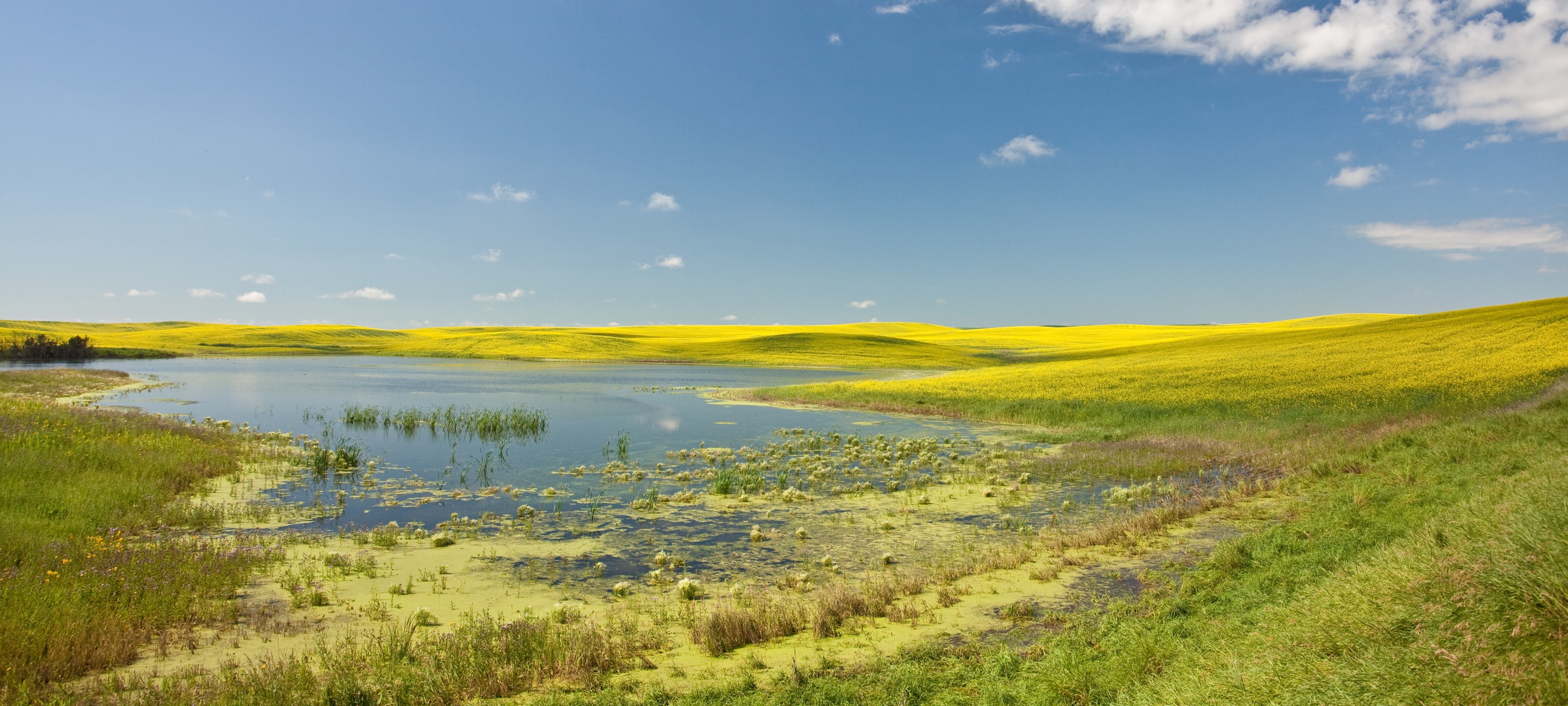 Marsh Canada Prairies Alberta