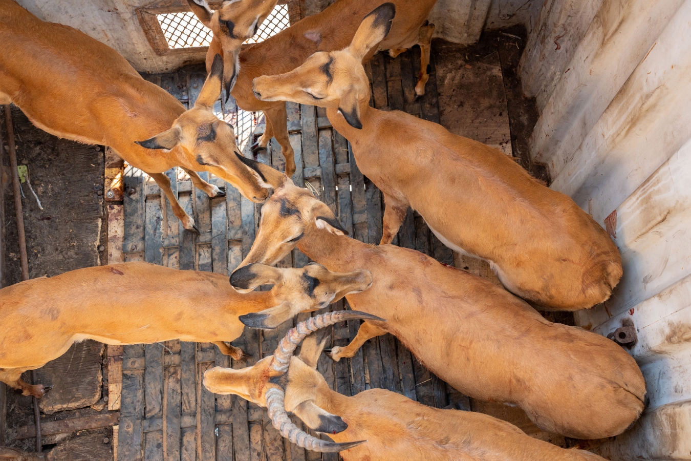 Overhead photo of six impalas prior to release