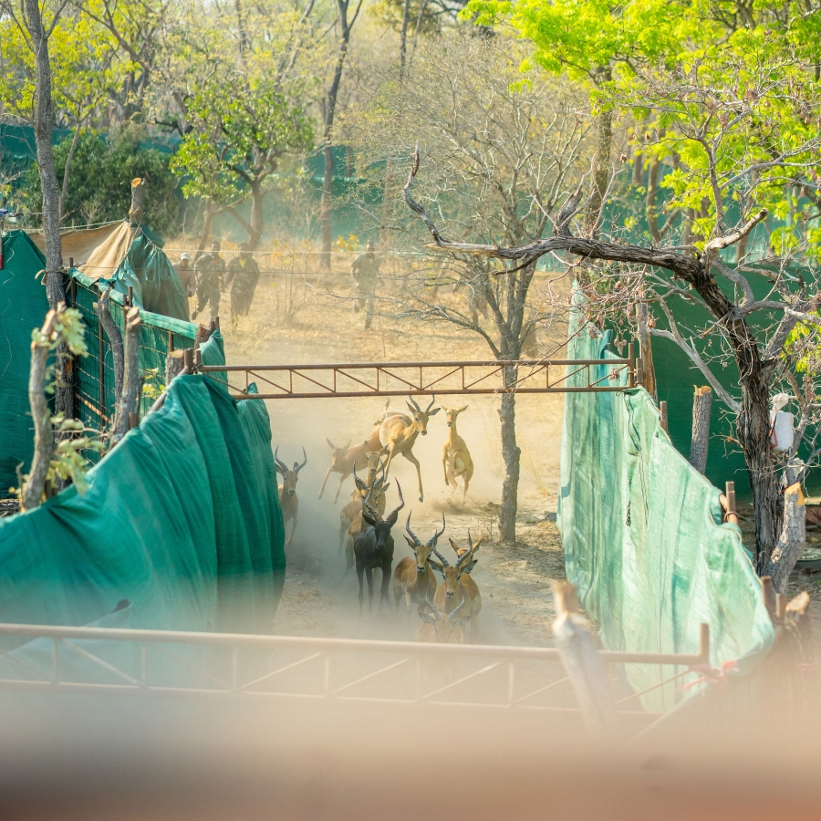 Impalas running through guided fencing