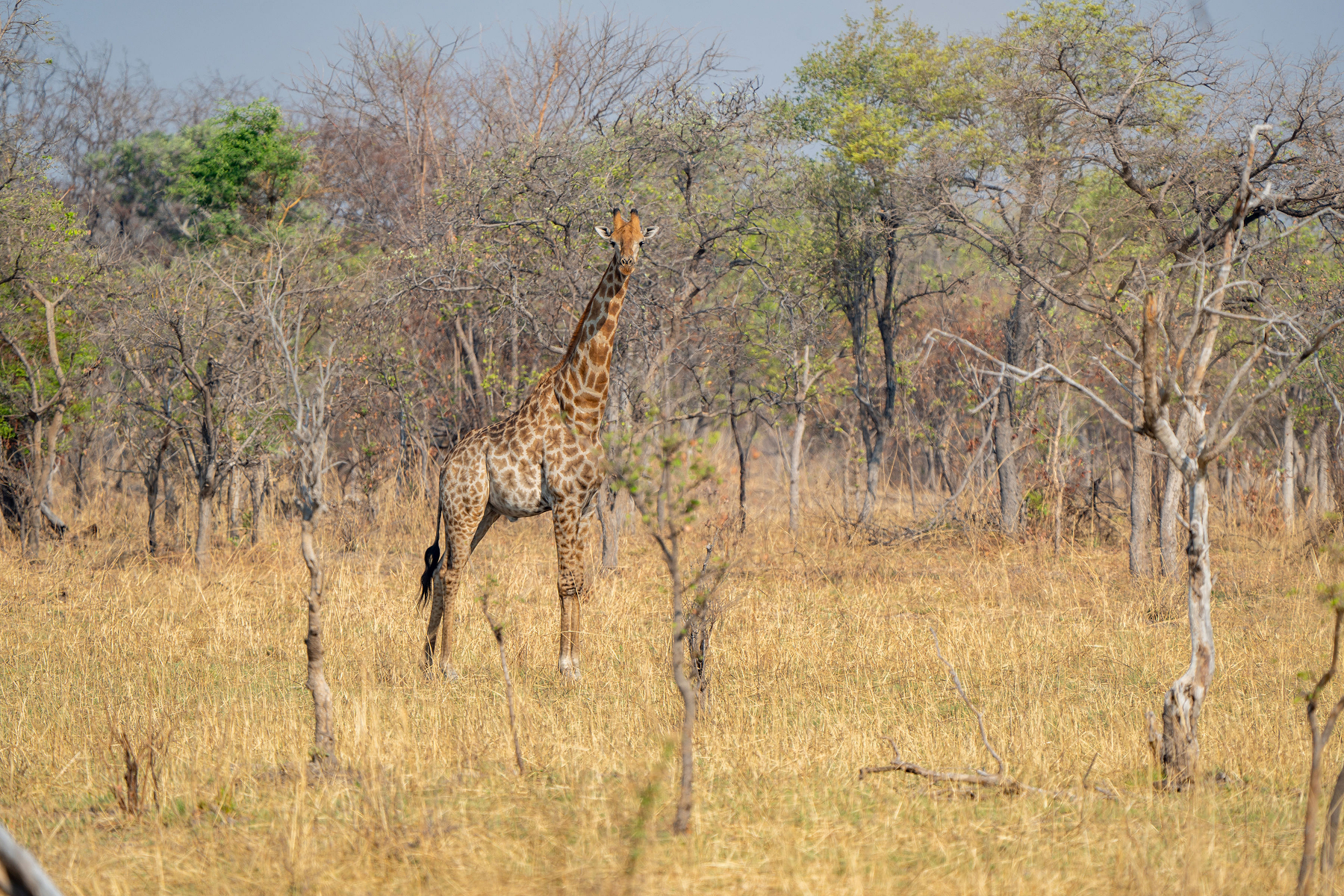 Giraffe staring directly into camera at Sioma Ngwezi National Park