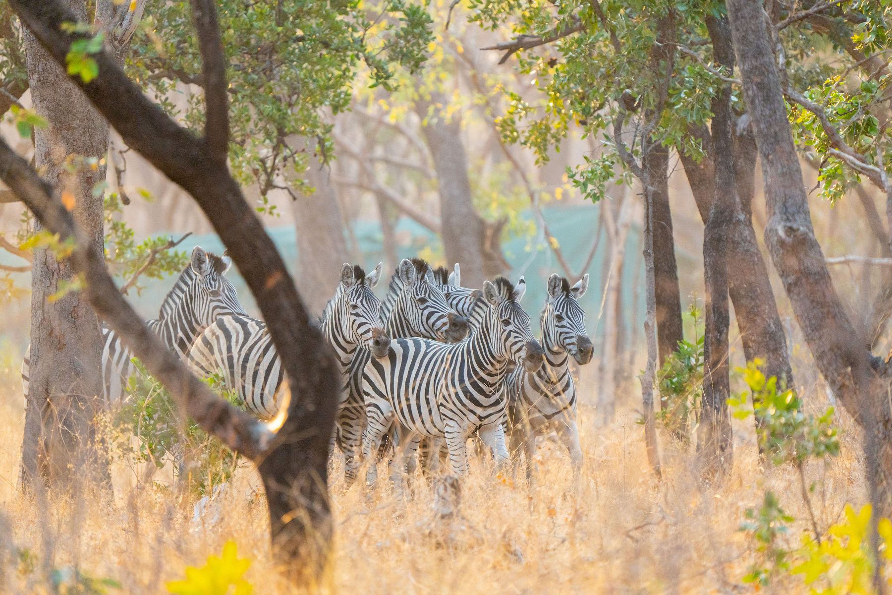 Herd of zebras running through trees