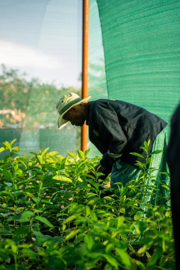 Worker leaned over plants 