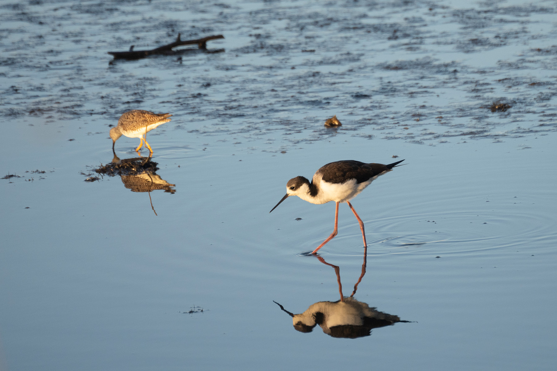 Two birds stand in shallow water with crystal clear reflections.