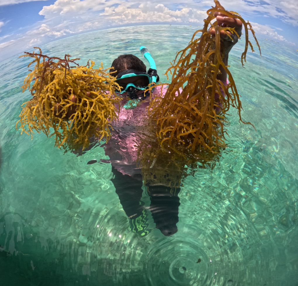 Woman in snorkeling gear reaches out of the water holding seaweed.