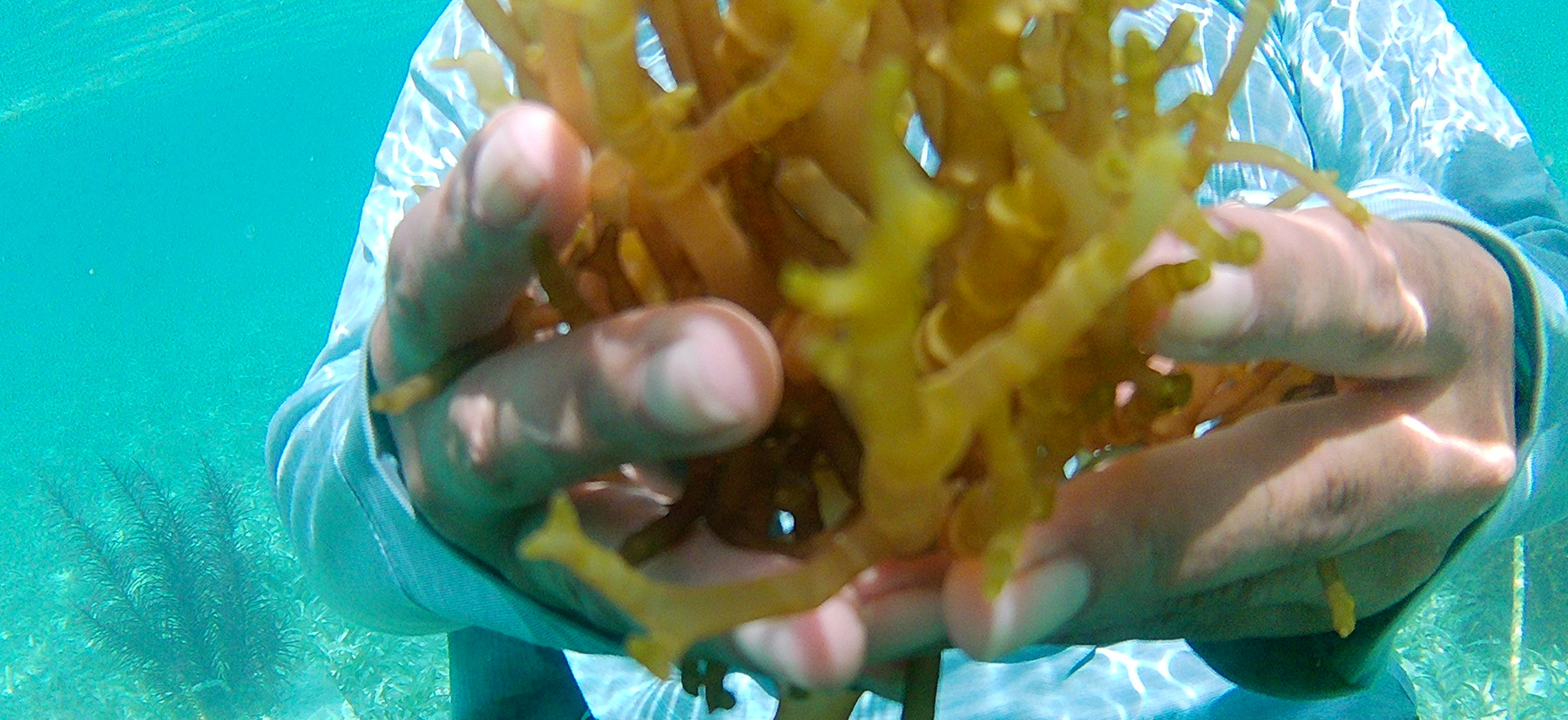 A woman is underwater holding yellow seaweed close to the camera lens blocking her face.