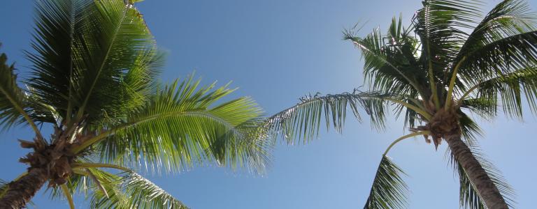 Palm trees in Fiji against a blue sky