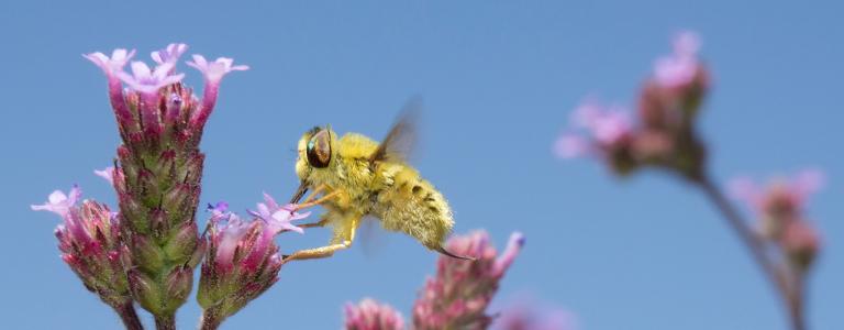 An insect pollinates a flower with blue skies in the background