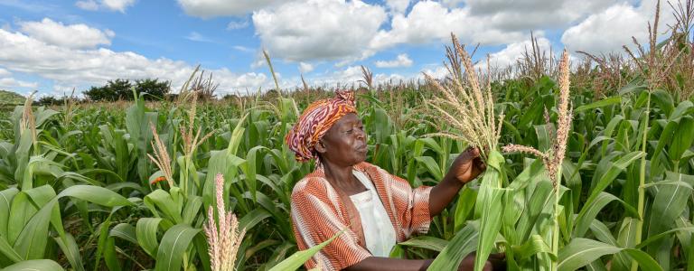 Malawi-woman-inspecting-crop